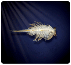 Artemia plus2 medium