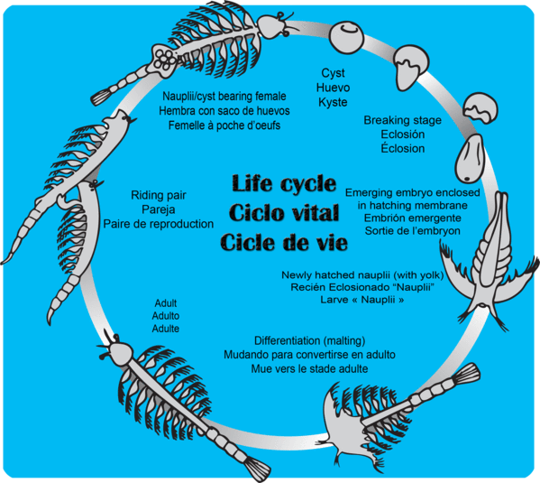 lifecyclewebenesfr grande